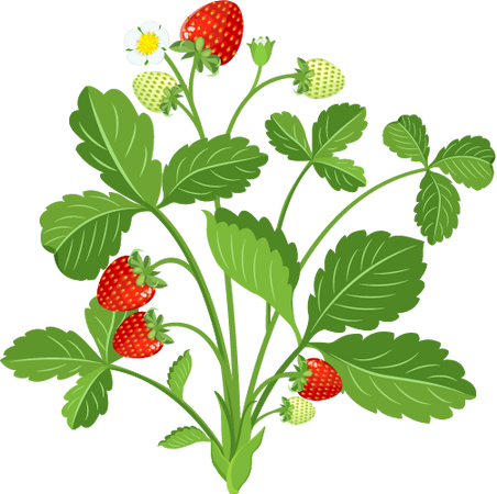 Strawberry Bush with Berries