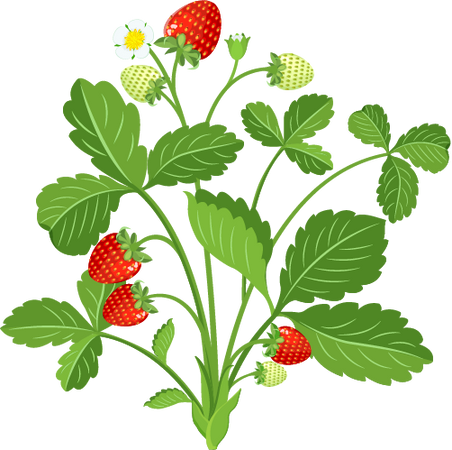 Strawberry Bush with Berries